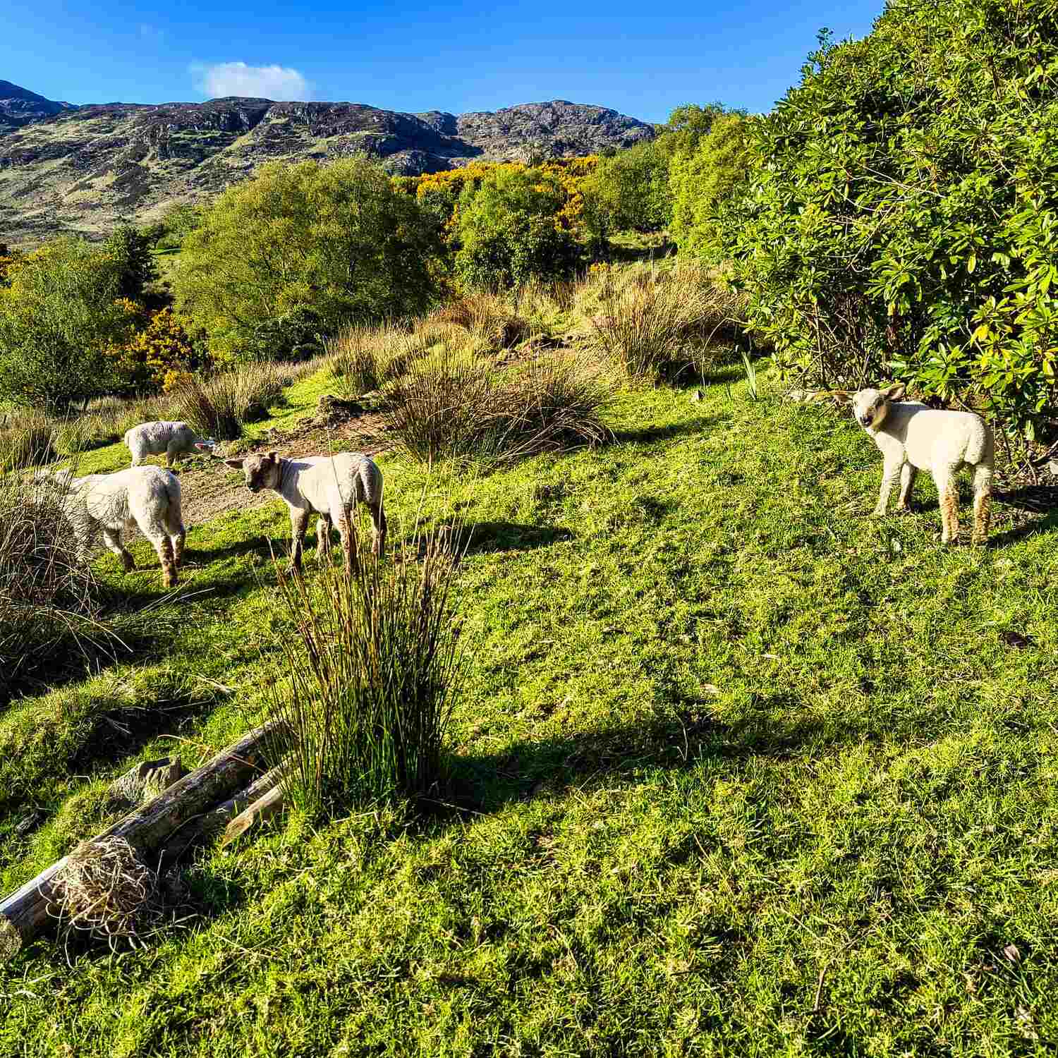 Männertrip - Ireland
