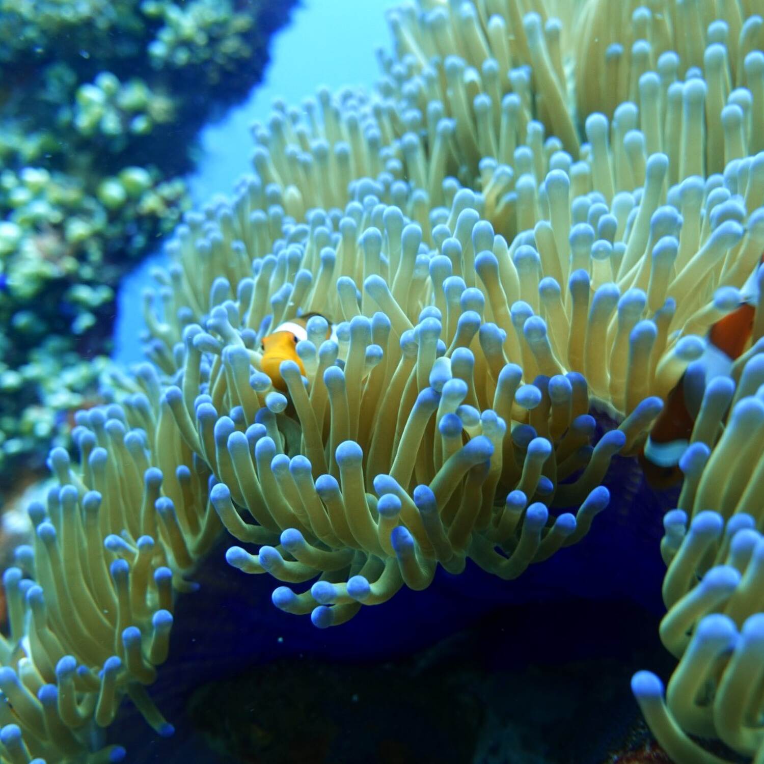 Bali (Amed, Nusa Penida, Ubud)