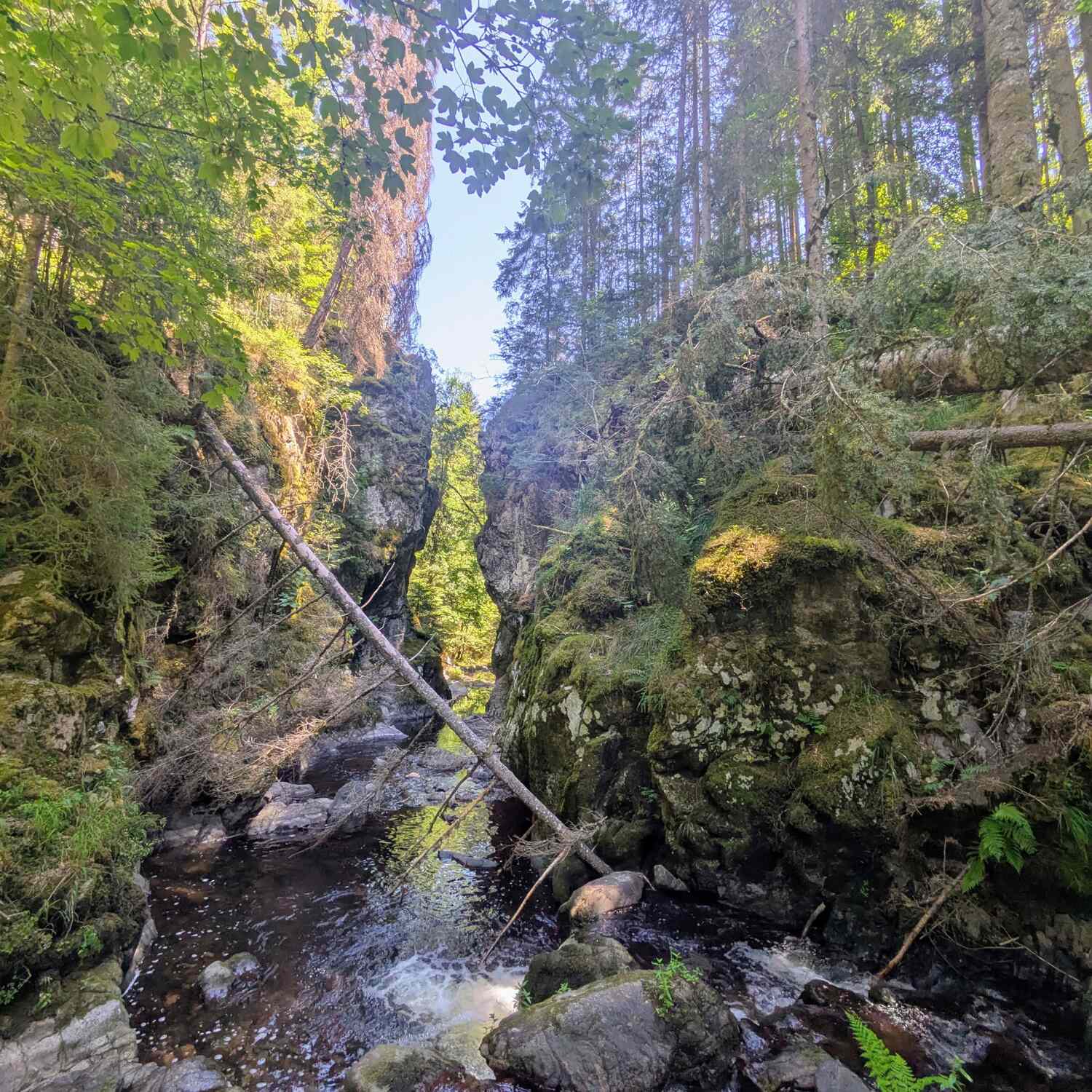 Black Forest 🌲🌲🌲