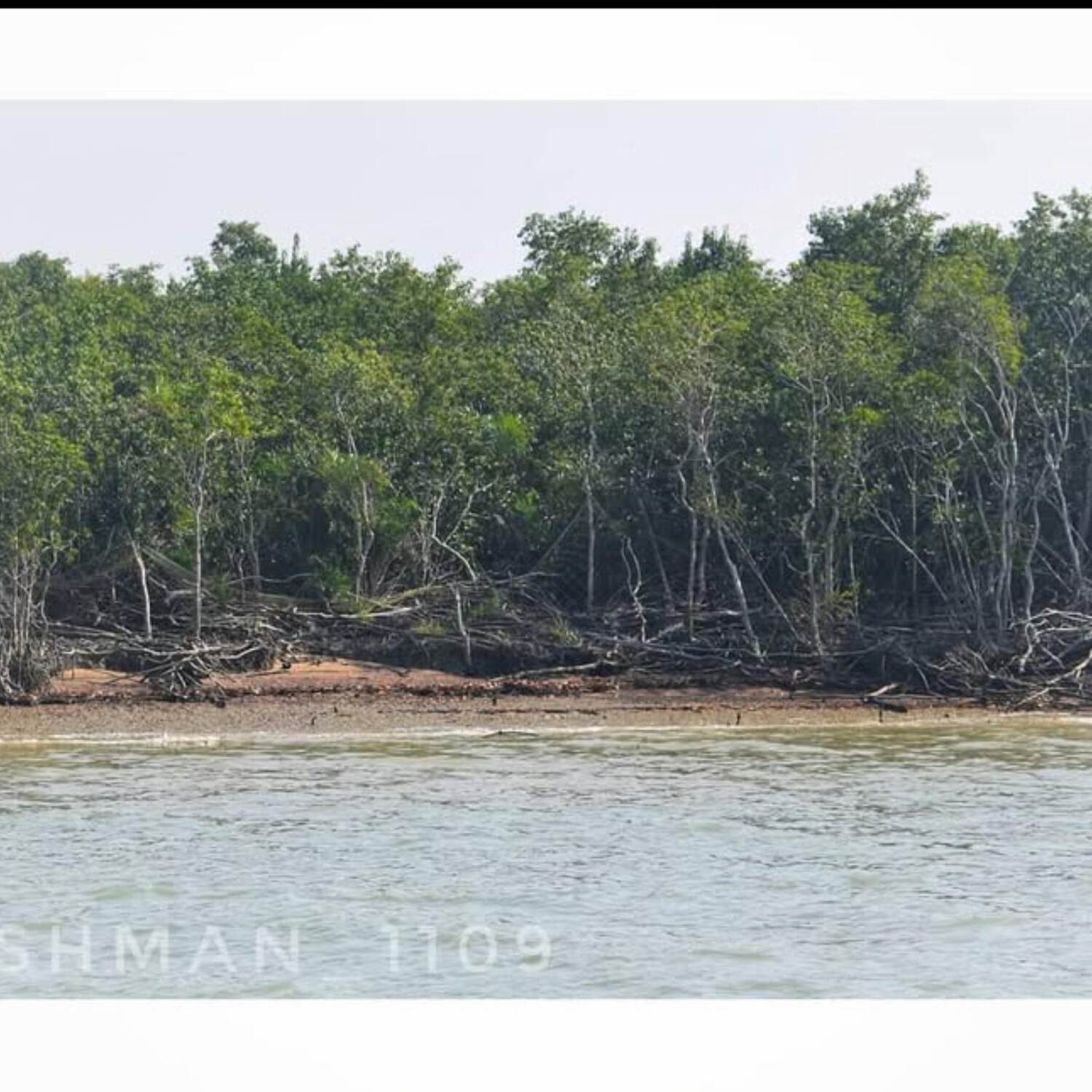 Sundarbans Mangrove Forest