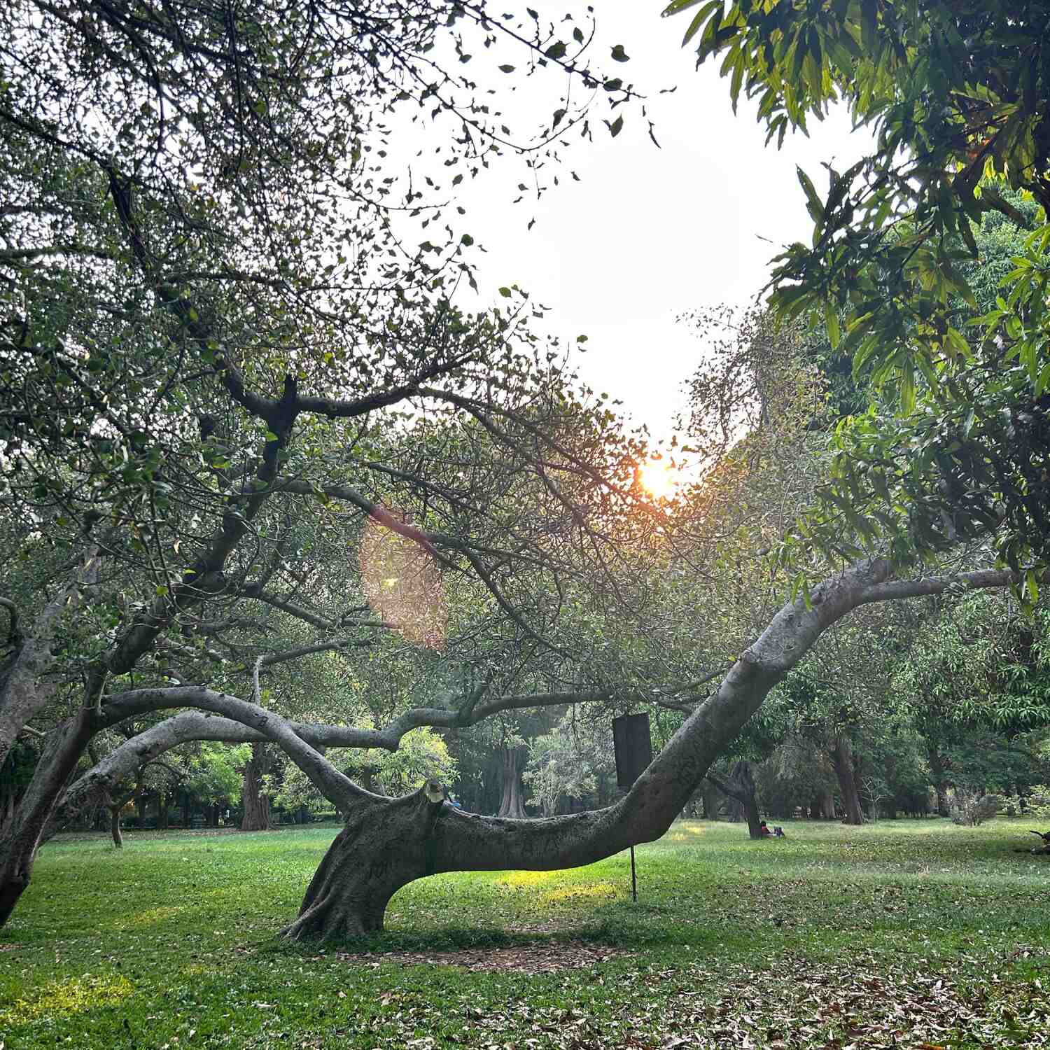 Day trip to Lalbagh Garden