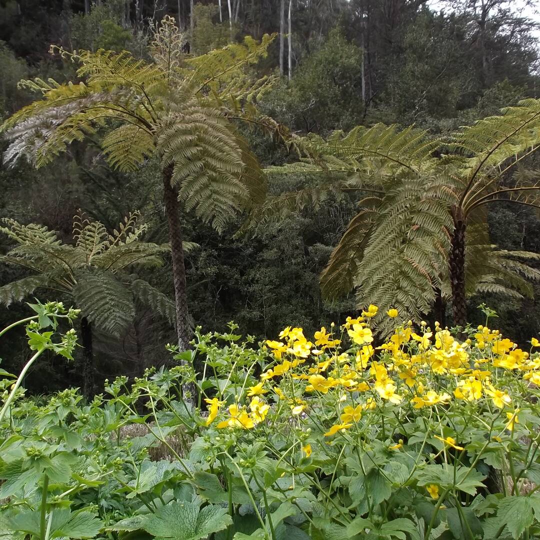 Madeira