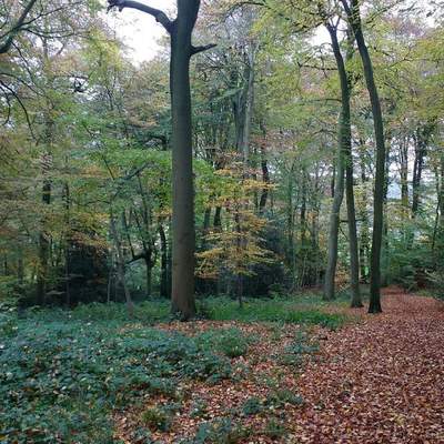 Chiltern hills