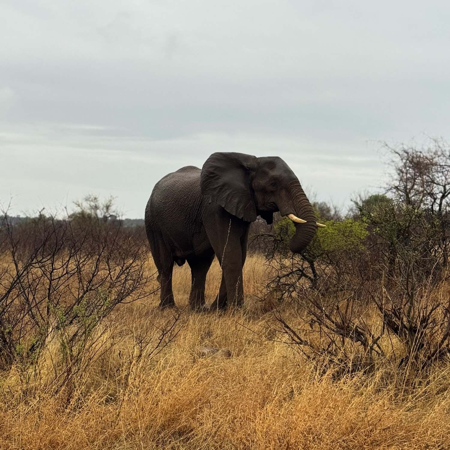 South African Adventure