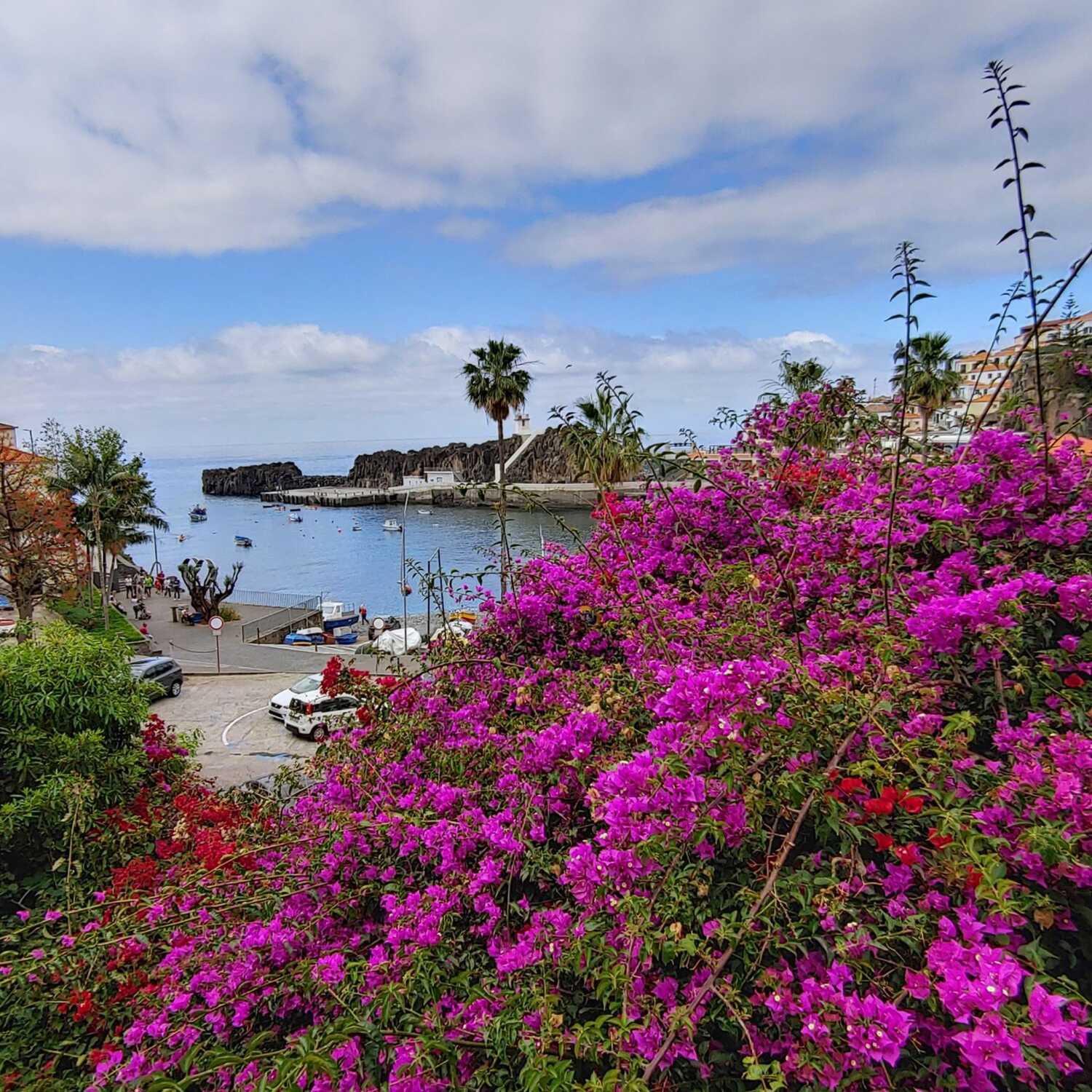 Madeira - zw. Blumen u. Bergen