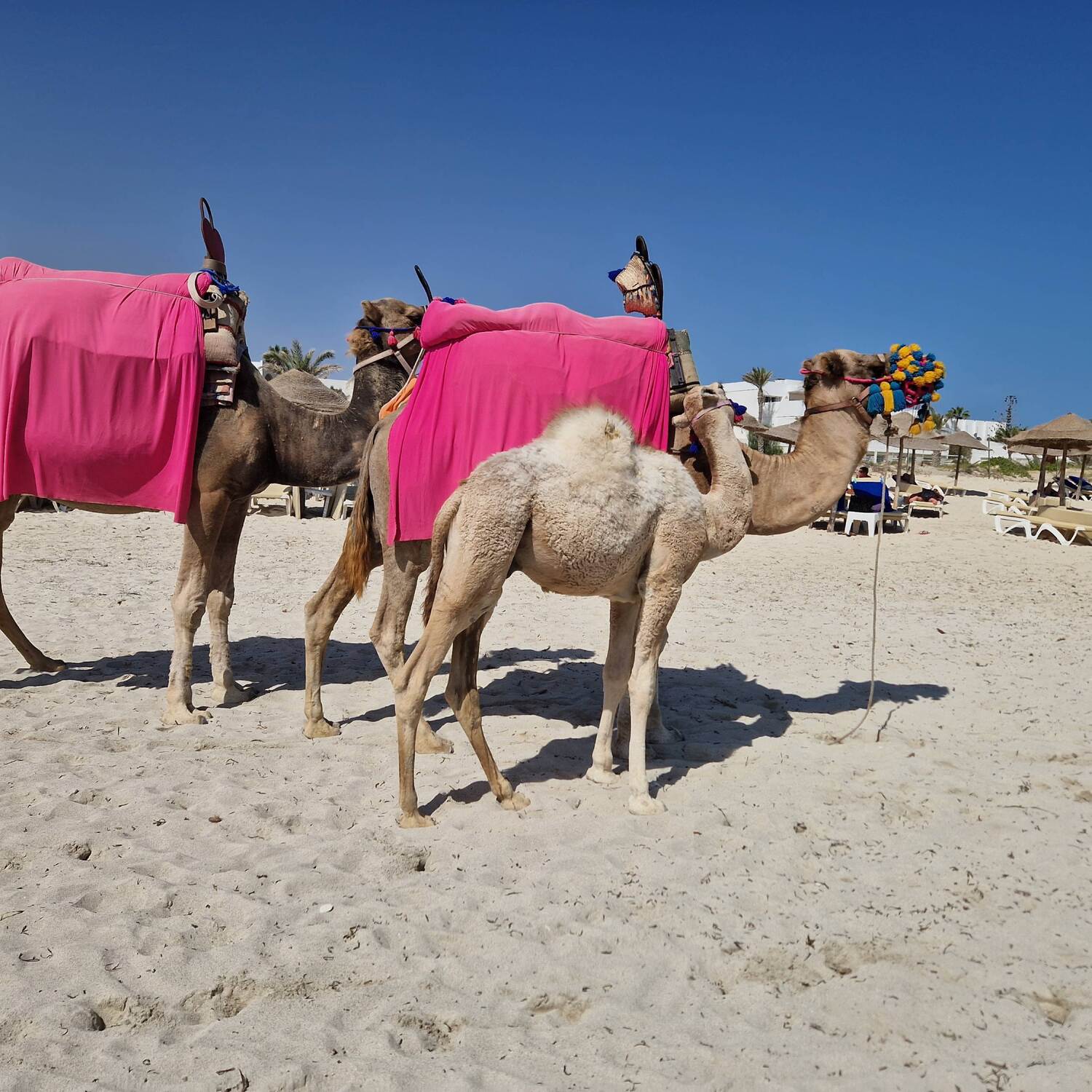 Djerba