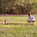 Rendevouz mit Kangaroos