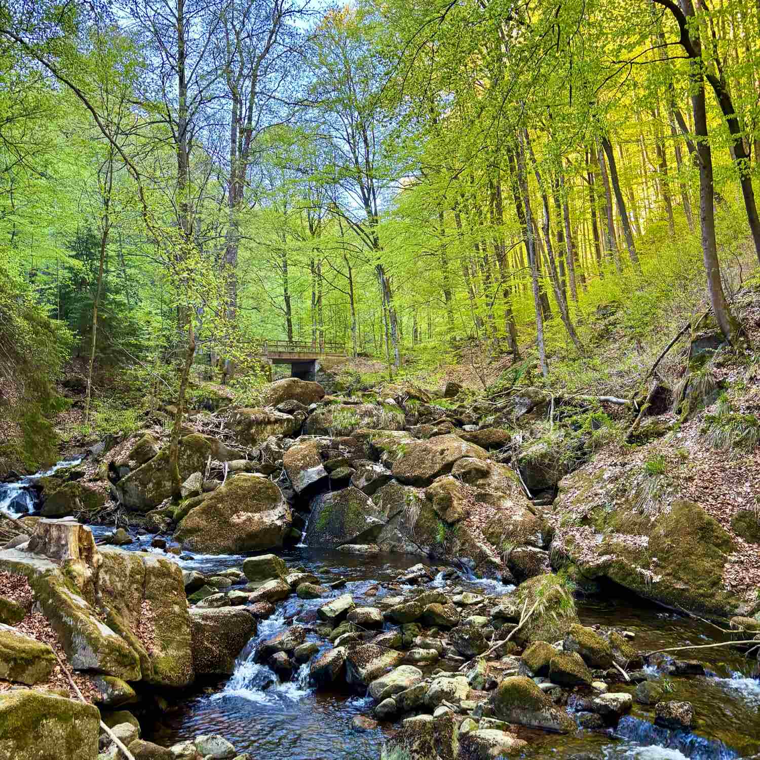 Wandertraining am Brocken