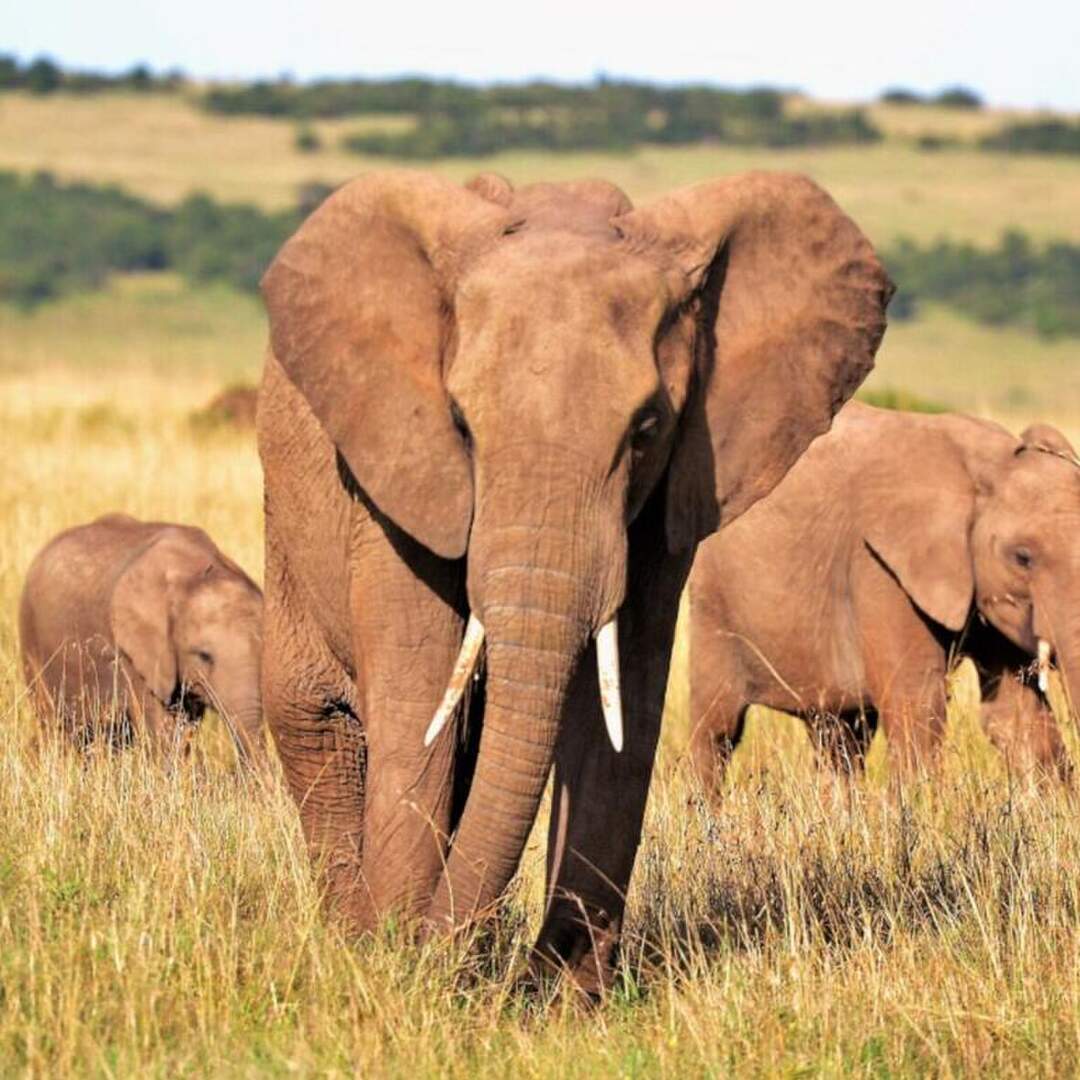 Kenia