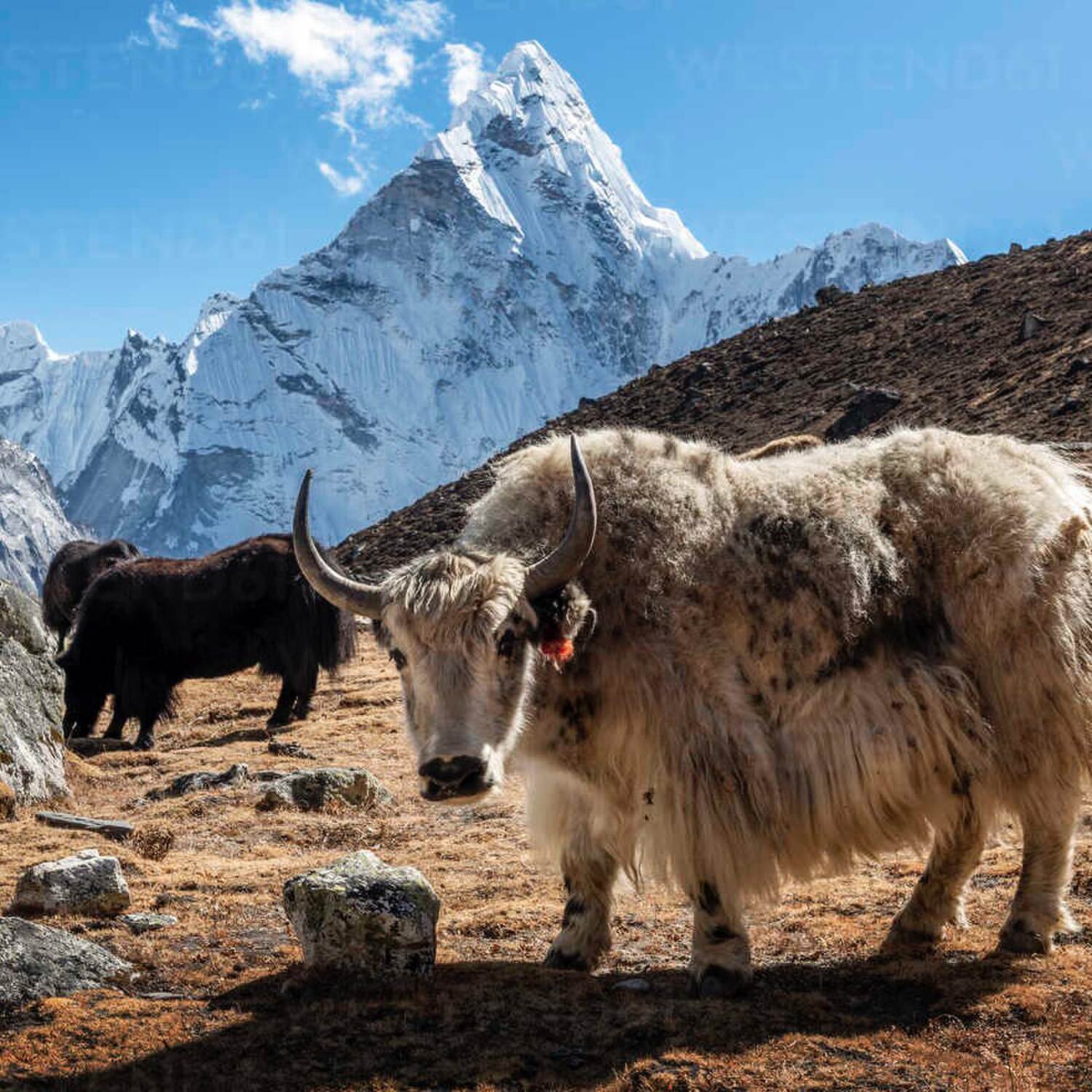 Indien & Nepal