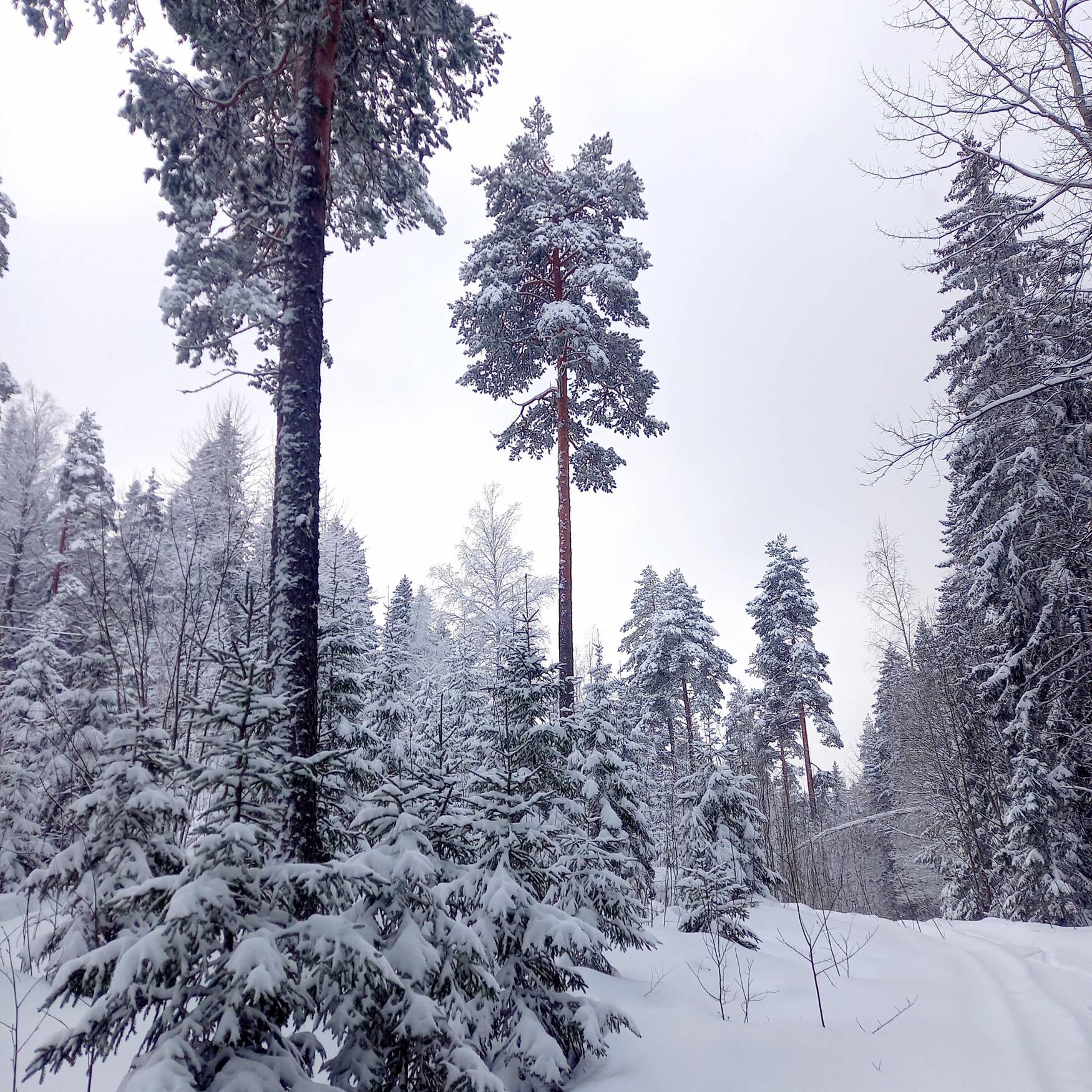 Hoch in den Norden
