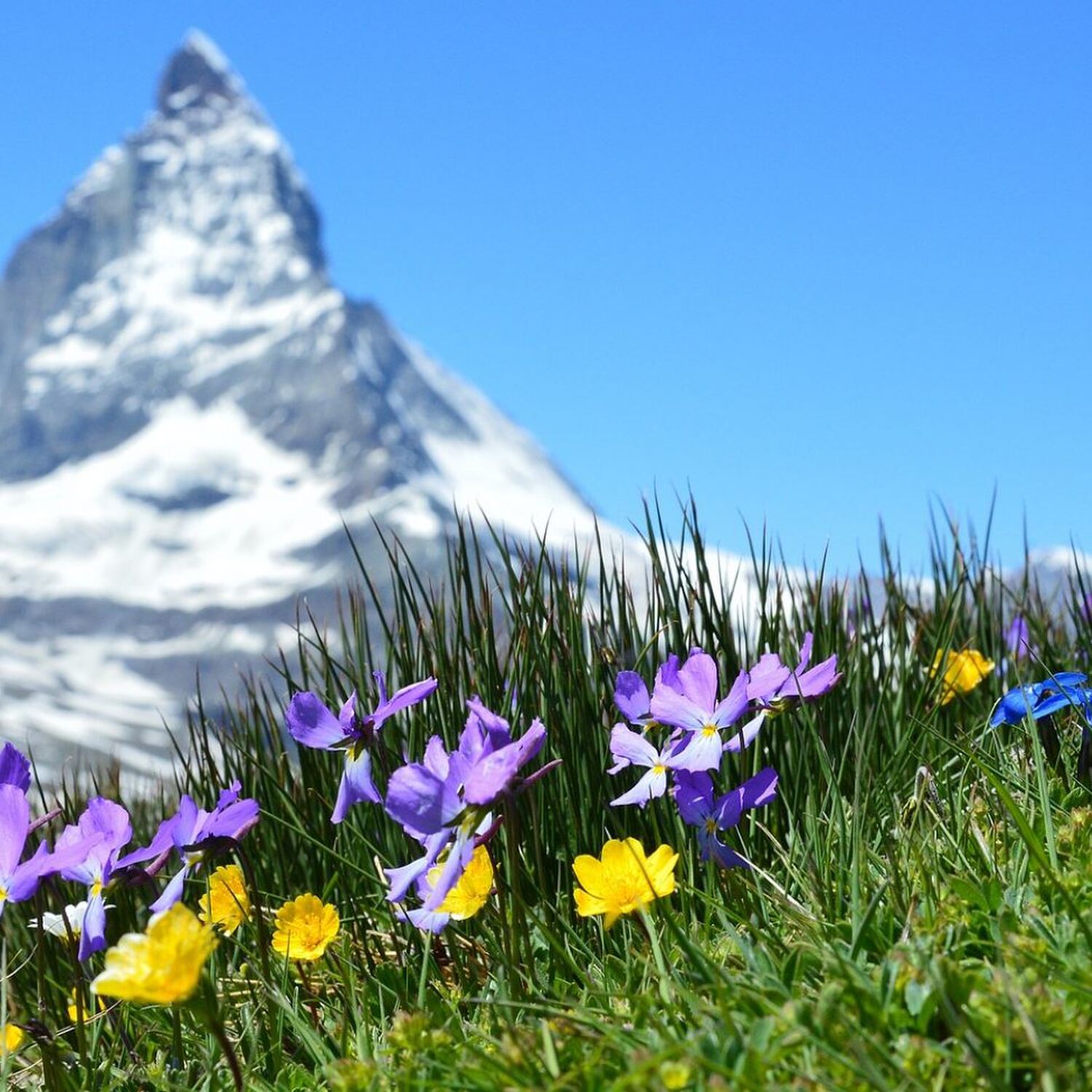 Von Soltau in die Schweiz