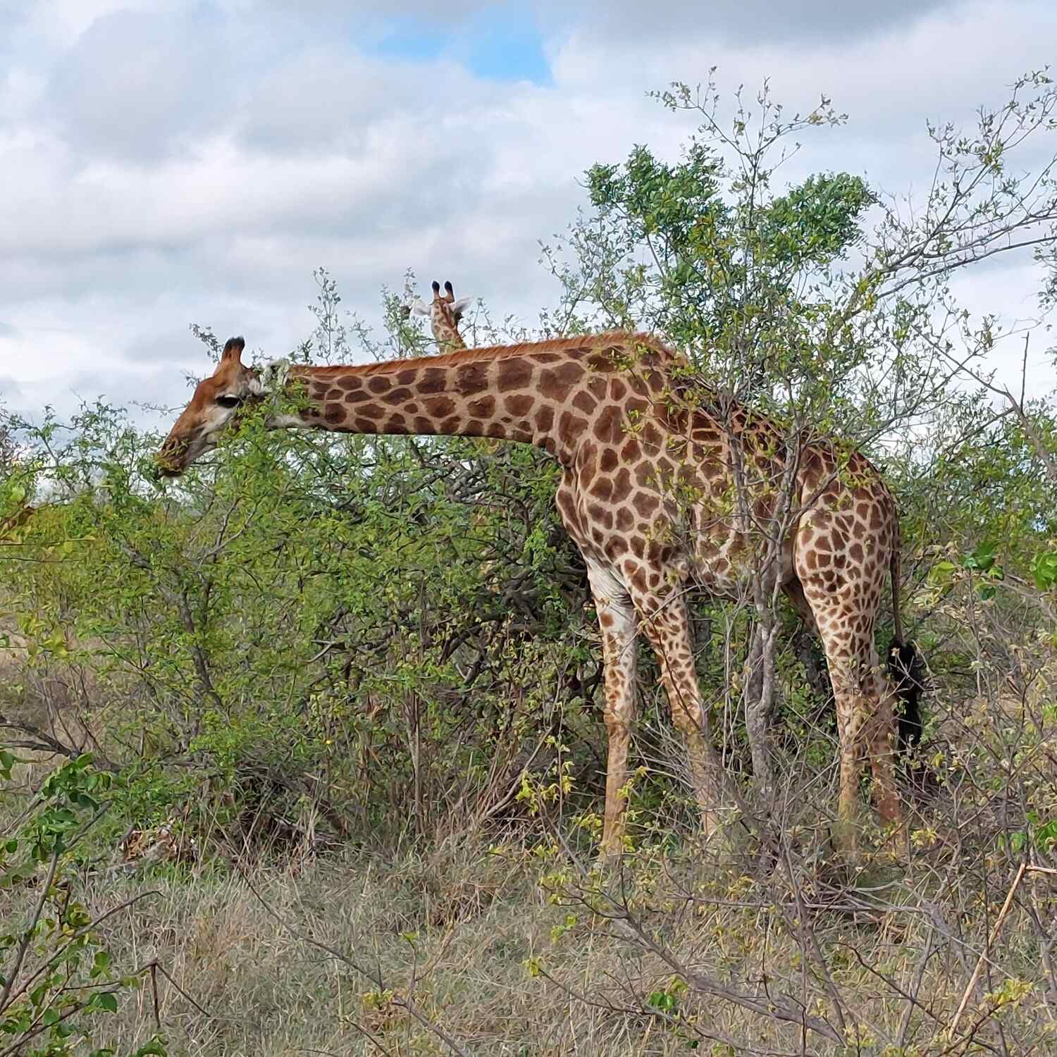 Südafrika