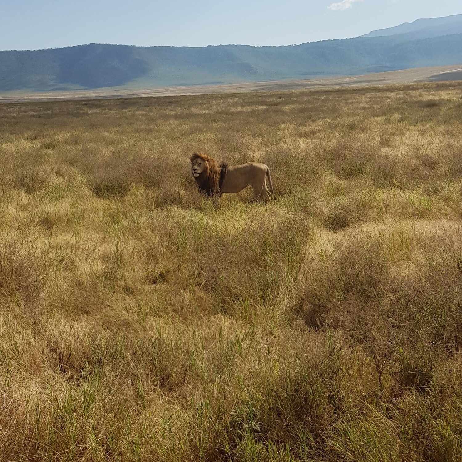 Tanzania Safari, 2018