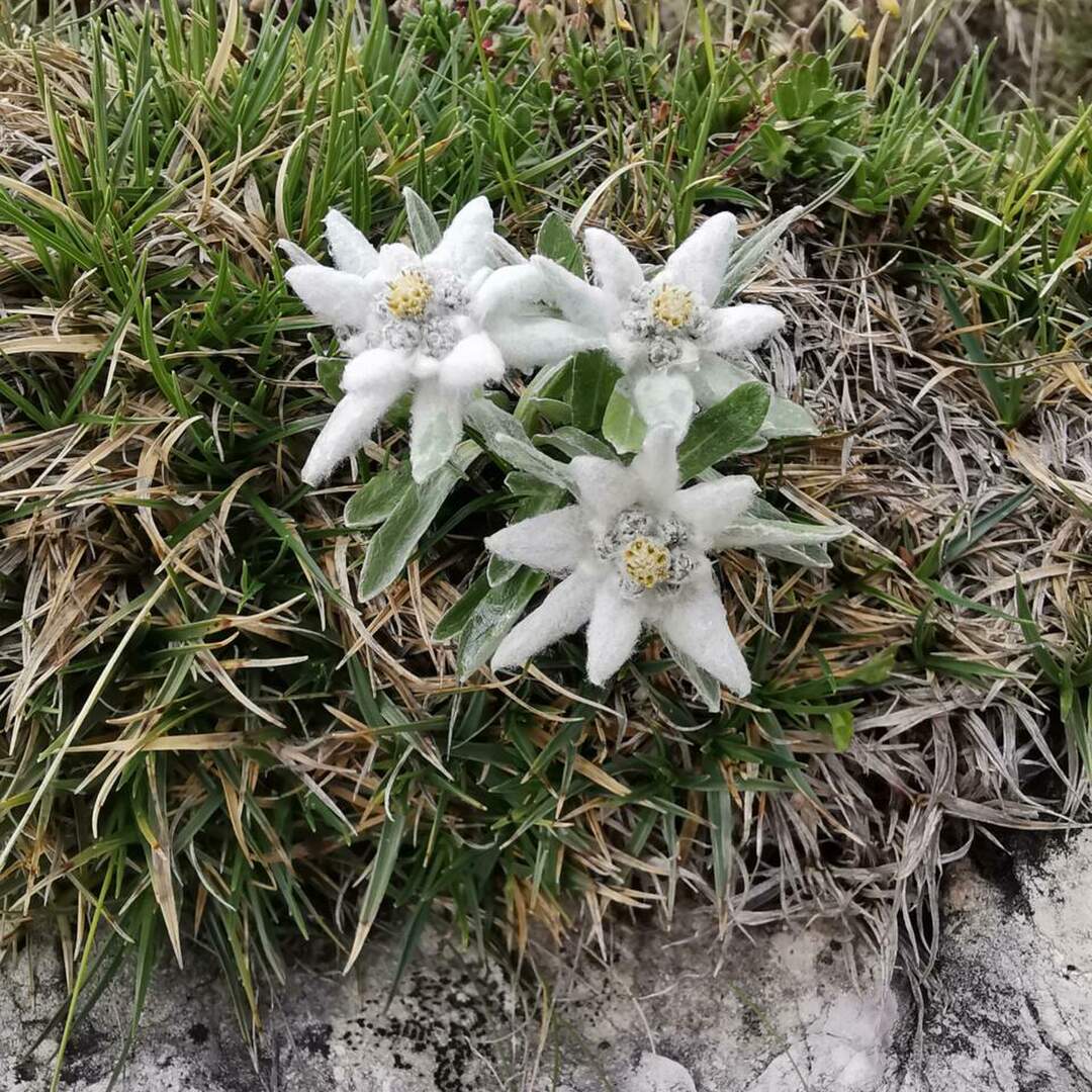 Südtirol