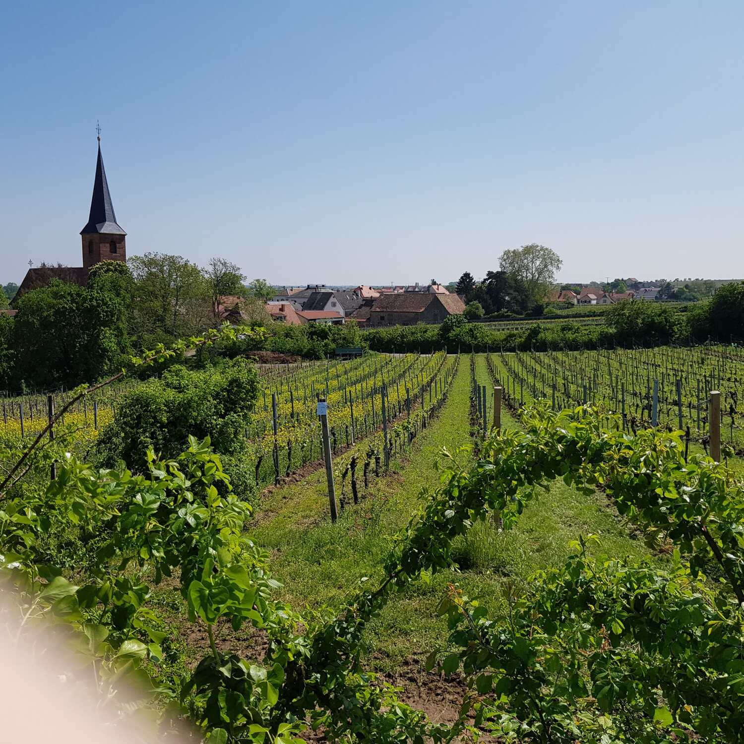 Pfalz