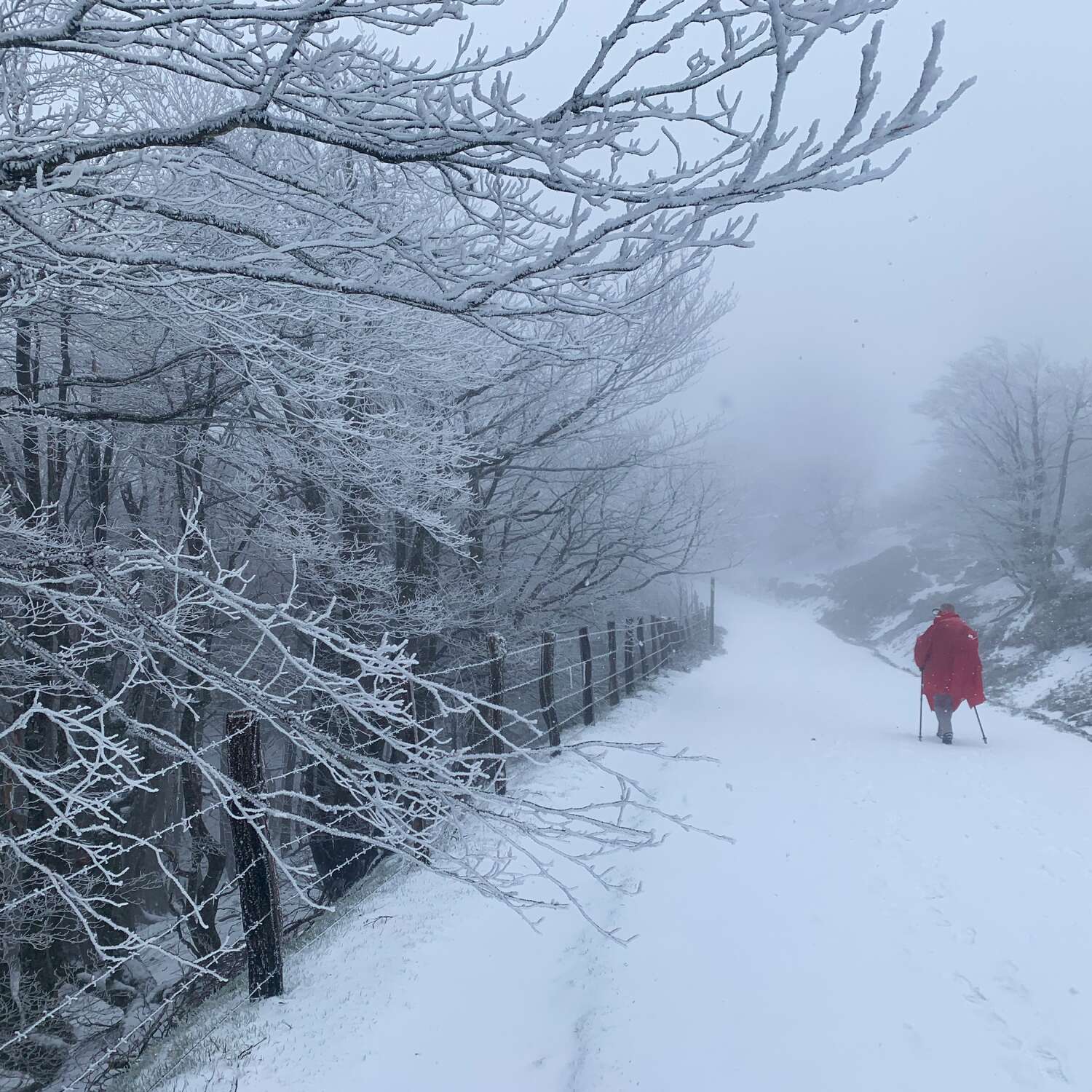 Camino de Santiago 2024