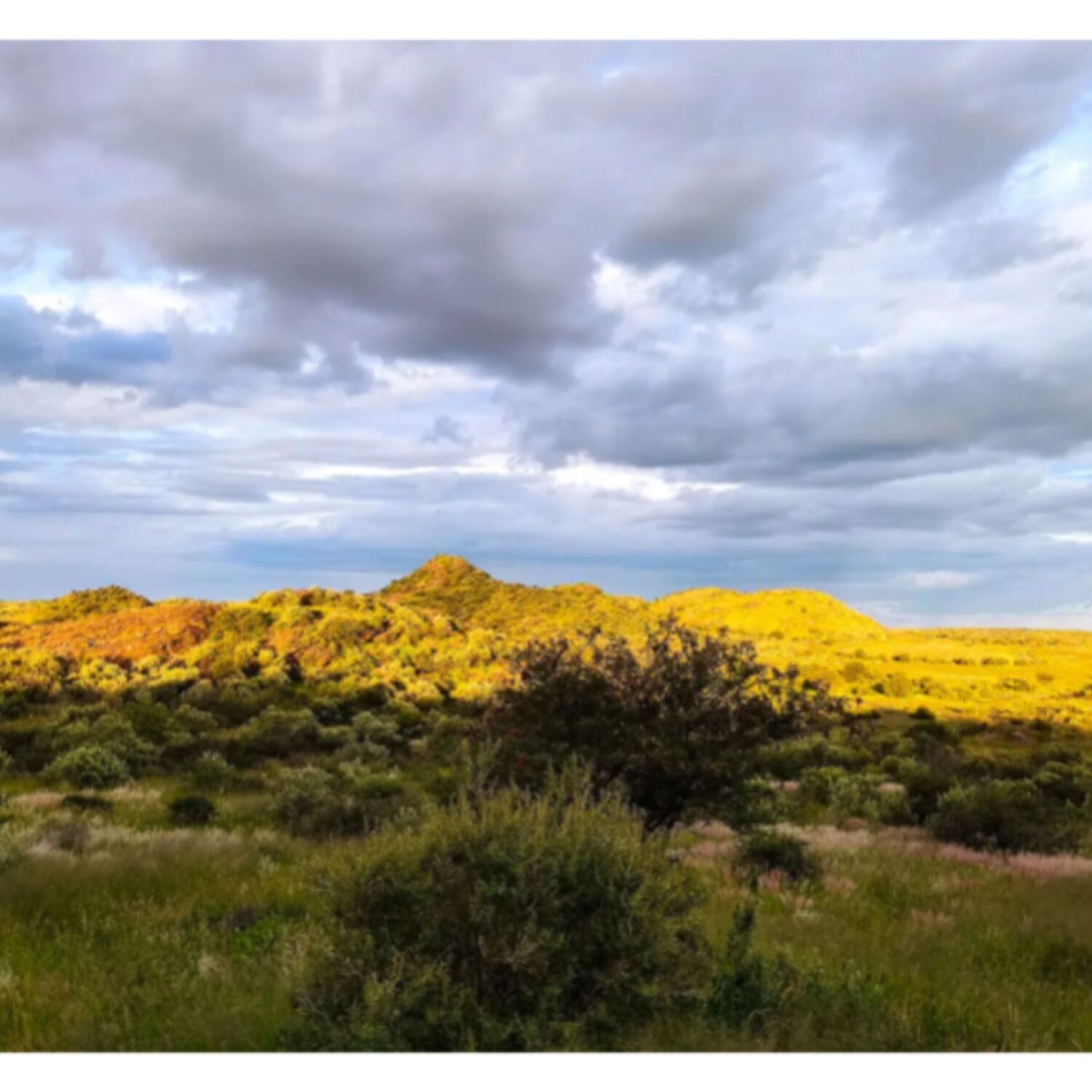 Vier zebra-Stuten on Tour