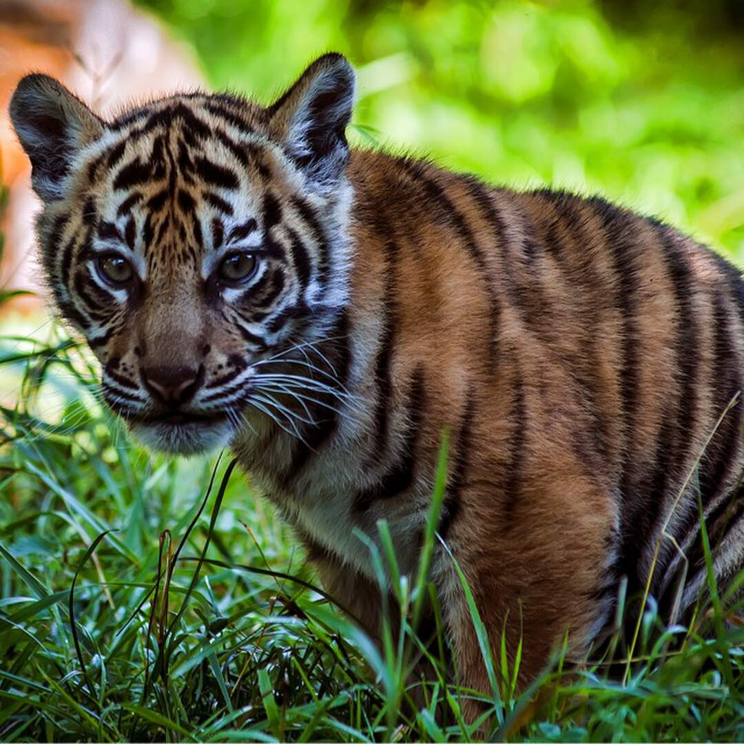 Sumatra