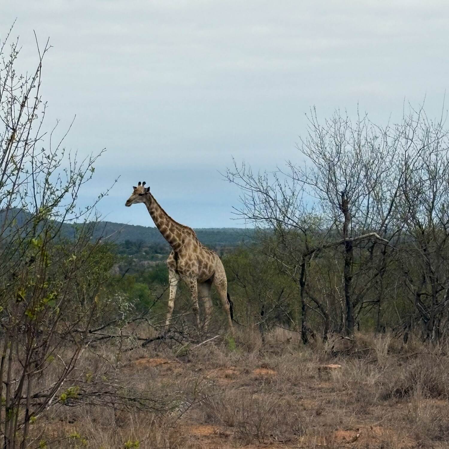 Südafrika 06.-24.11.24