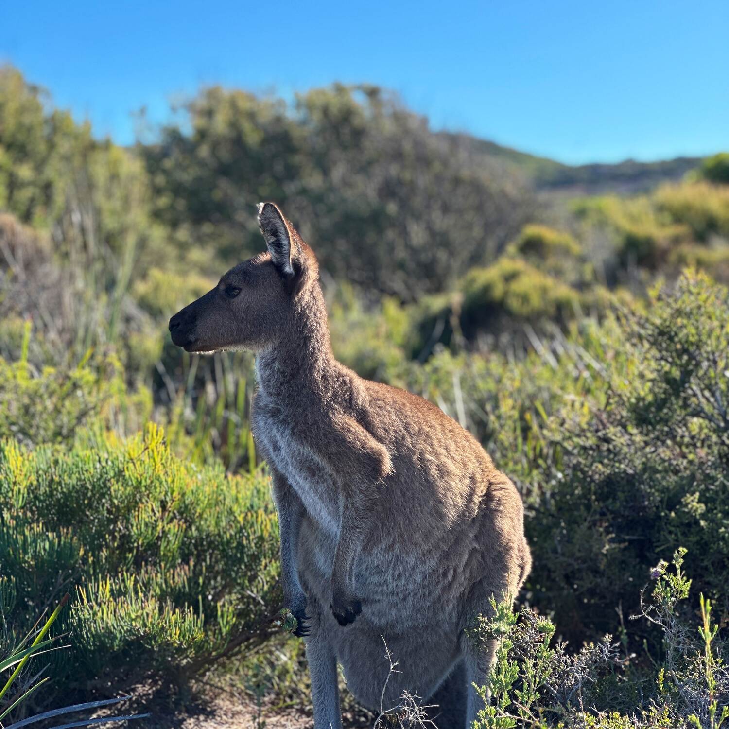 Australien 🇦🇺