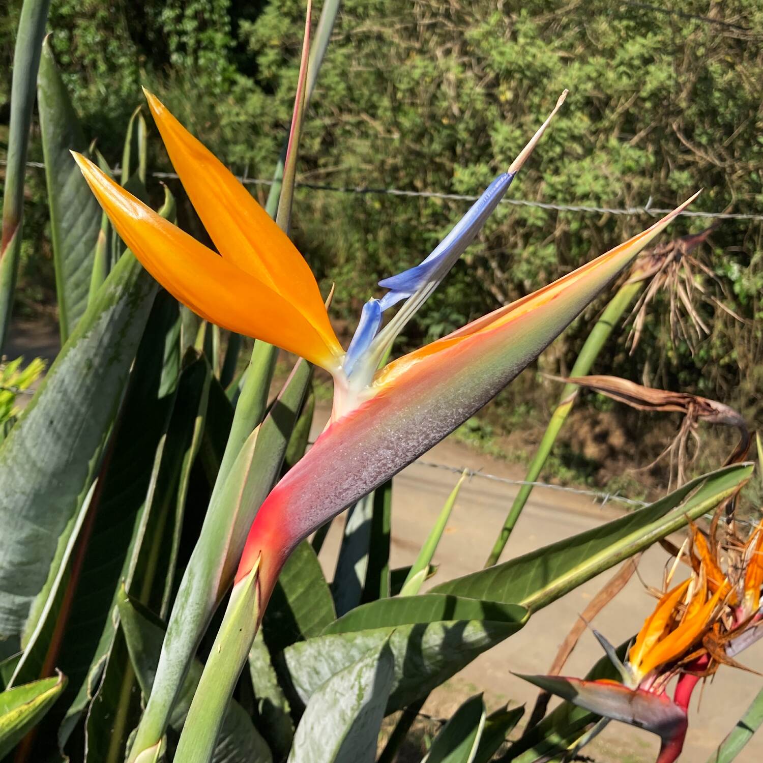 Costa Rica